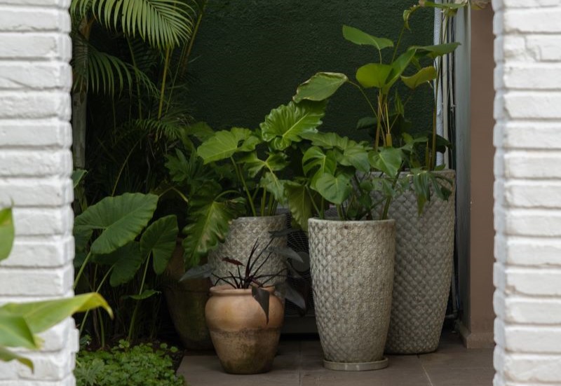 Jardins Internos: 5 Plantas Ideais e Dicas de Decoração